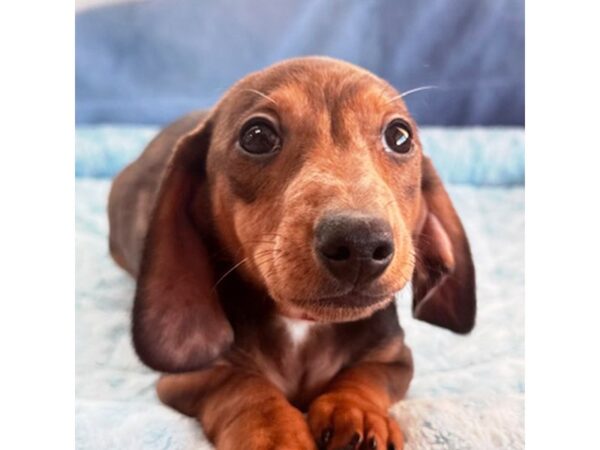 [#8710] Noodle - Red Dapple Male Dachshund Puppies for Sale