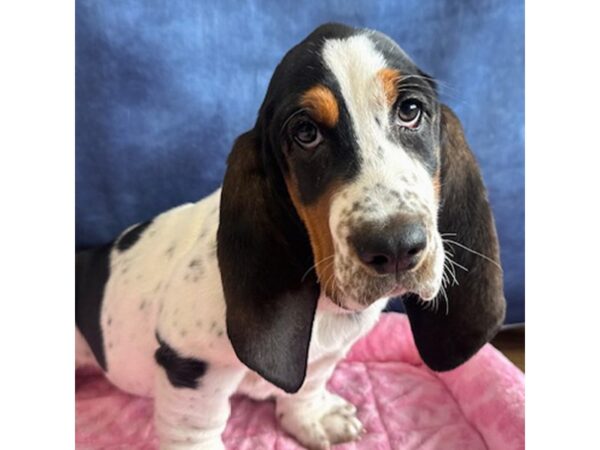 [#8695] Ducky - Tri-Colored Female Basset Hound Puppies for Sale