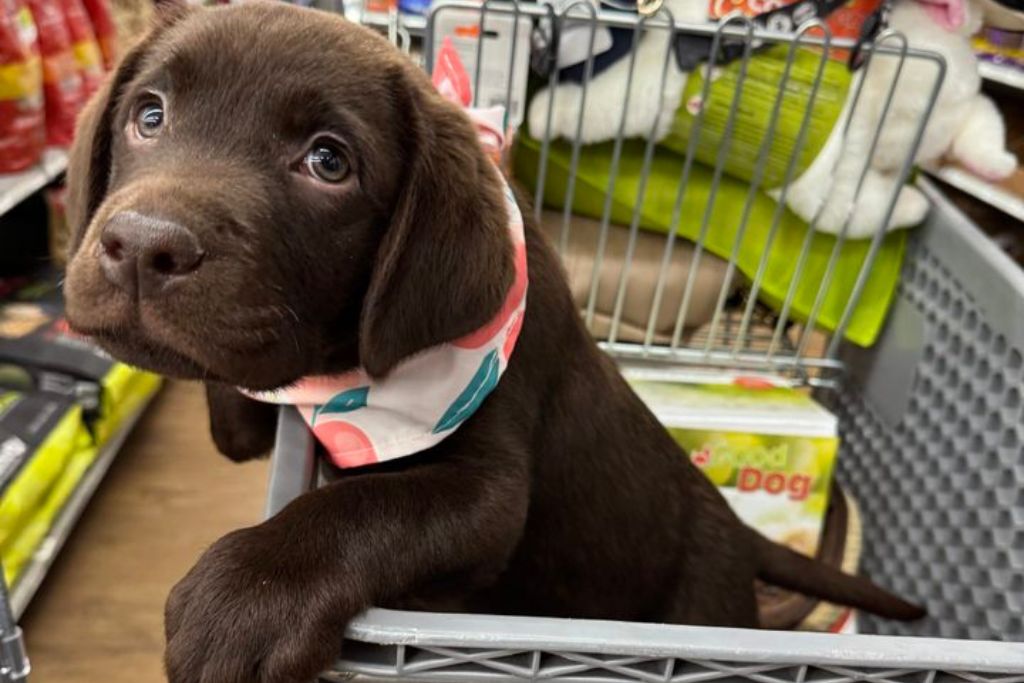 Bringing Home Your Dream Puppy: How Petland Financing Makes It Possible